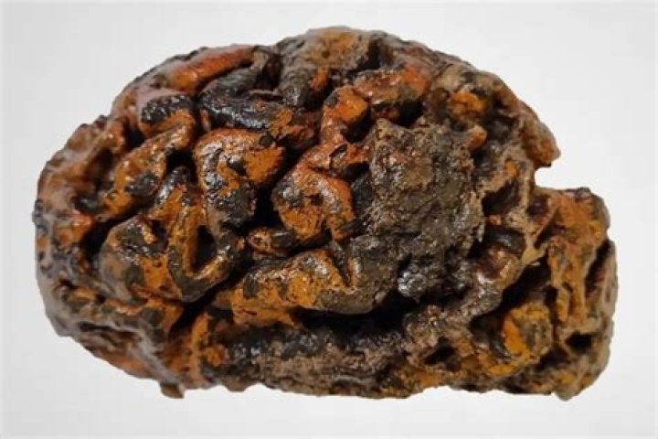 4,000-Year-Old Brain Tissue Was Preserved After Boiling In Its Own Fluids