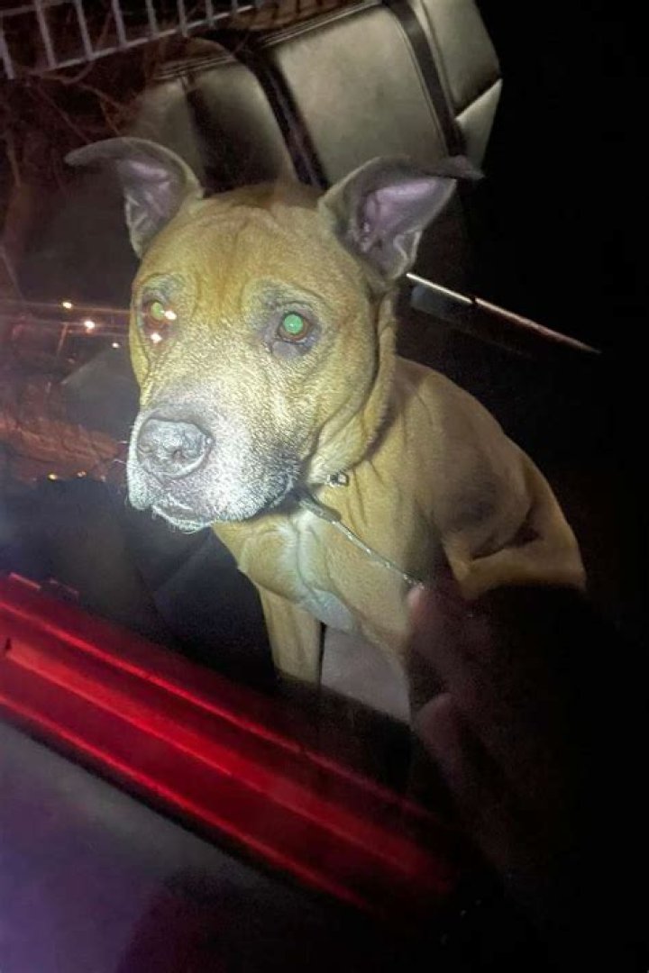 
Abandoned Dog Found Starving in Closet by New Homeowners in Maine 
