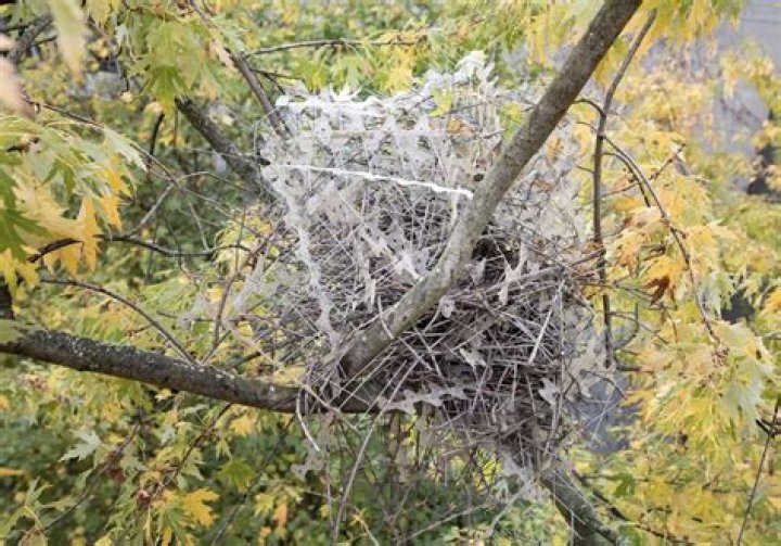 European Birds Have Been Using Anti-Bird Spikes To Make Nests