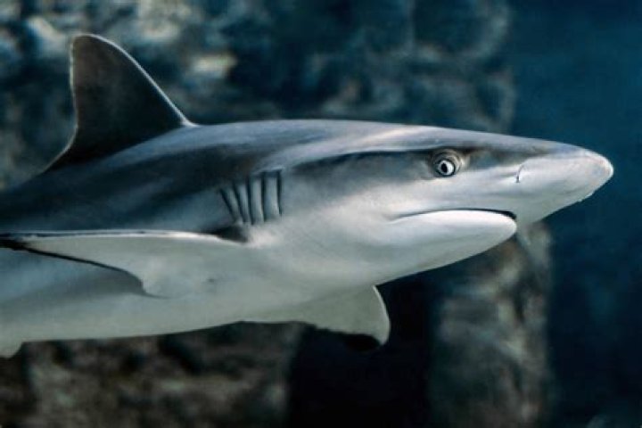 ¿Los tiburones son ciegos? – Celebrity.fm