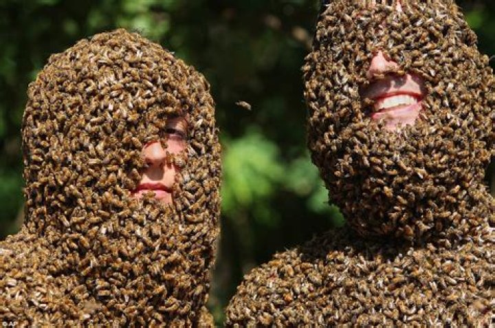Bee Beards, Your New Favorite Hobby