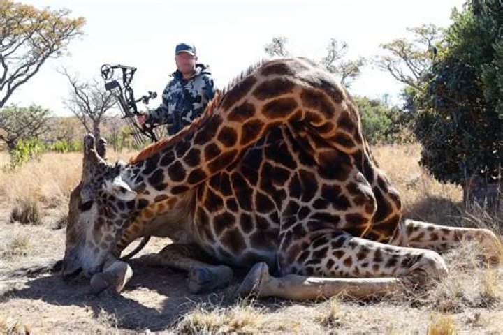 Trophy Hunter Killed Rare Black Giraffe, Turned It Into Throw Pillows