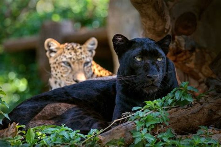 Black Leopard Photographed For The First Time In 110 Years