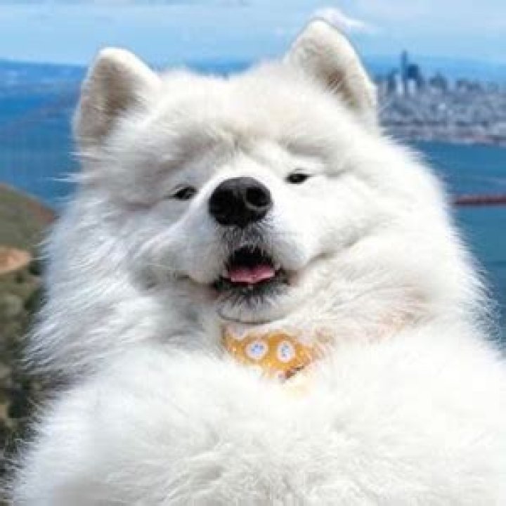 Boomer The Landcloud Height, Weight, Net Worth, Age, Birthday, Wikipedia, Who, Instagram, Biography