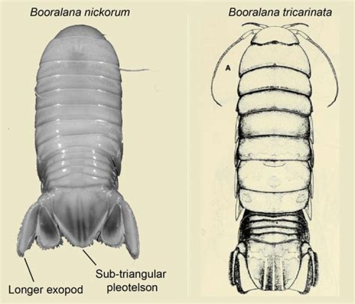 Species Of Translucent Crustacean Discovered In The Bahamas