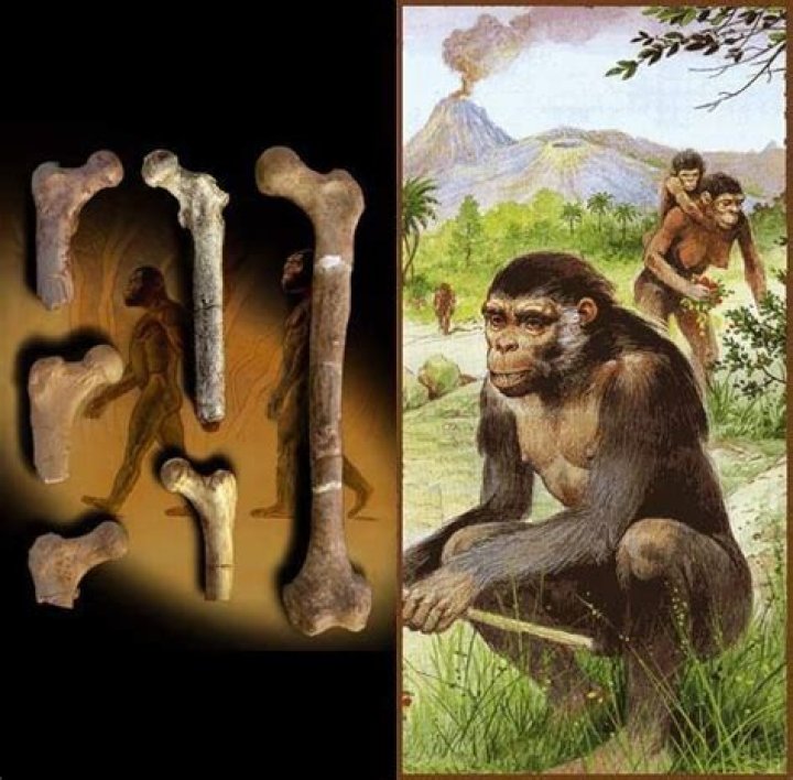 Brigitte Senut Biography, Age, Height, Wife, Net Worth and Family