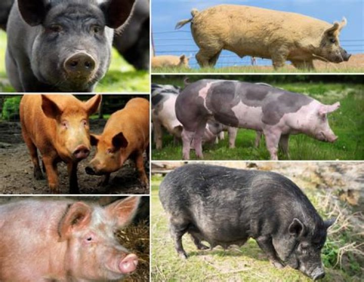 آیا گوسفند و خوک می توانند پرورش دهند؟