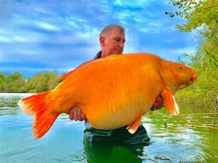 Monstrous 67-Pound Goldfish Caught By Fisherman In France