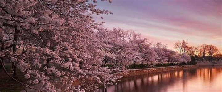 29 Swoon-Worthy Japanese Cherry Blossoms Pictures