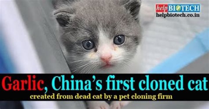 Chinese Pet Owner Pays $35,000 To Clone His Dead Cat
