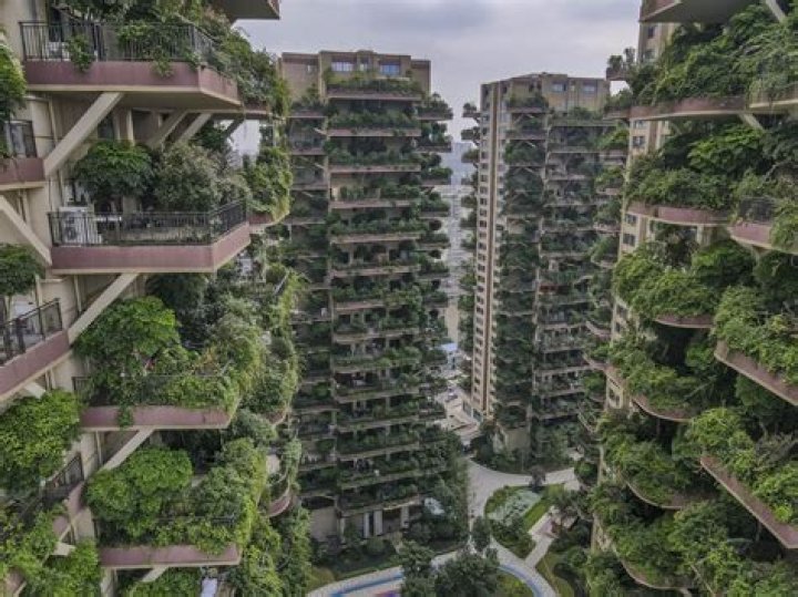 China Is Growing A Vertical Forest To Gobble Up CO2