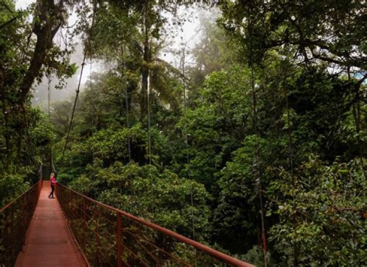 Demystifying The Wonder Behind The Tropical Cloud Forest