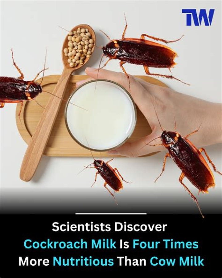 Cockroach Milk Contain Four Times The Protein As Cow's Milk