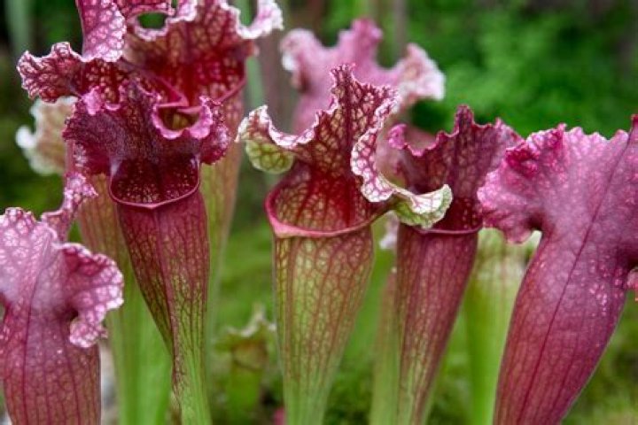 5 Carnivorous Plants You Wouldn't Want To Mess With
