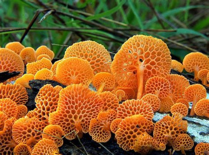 31 Photos Of The World's Coolest Mushrooms