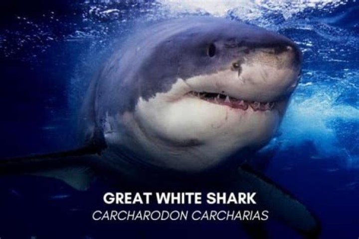 The Coolest Sharks In The World