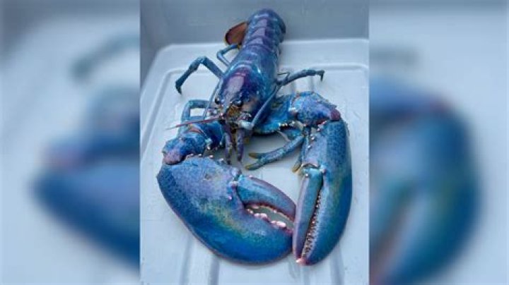 Portland Fisherman Catches Rare 'Cotton Candy' Lobster Off Maine Coast