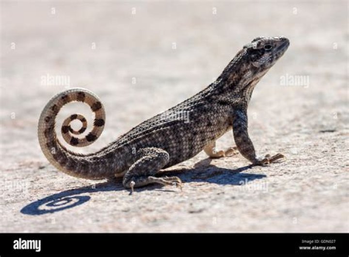 Meet The Curly Tail Lizard That Will Eat Almost Anything