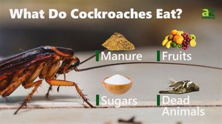 Do cockroaches eat dead skin? – Celebrity.fm – #1 Official Stars, Business & People Network, Wiki, Success story, Biography & Quotes