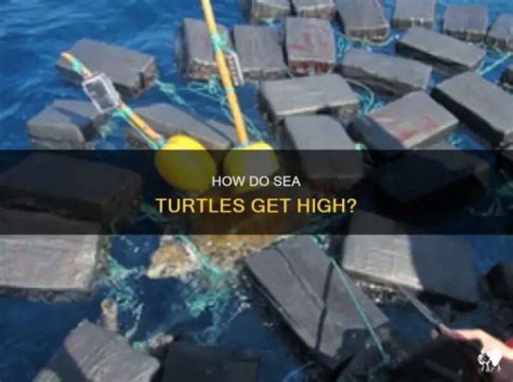 Do sea turtles get high? – Celebrity.fm – #1 Official Stars, Business & People Network, Wiki, Success story, Biography & Quotes