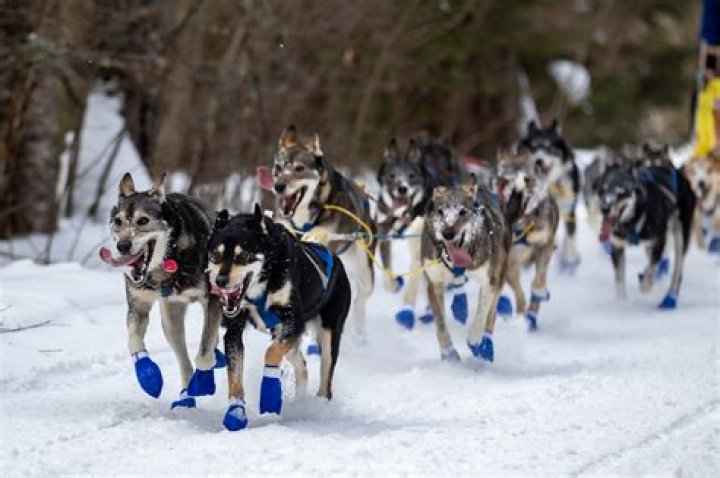 ¿Los perros de trineo se enfrían? – Celebrity.fm