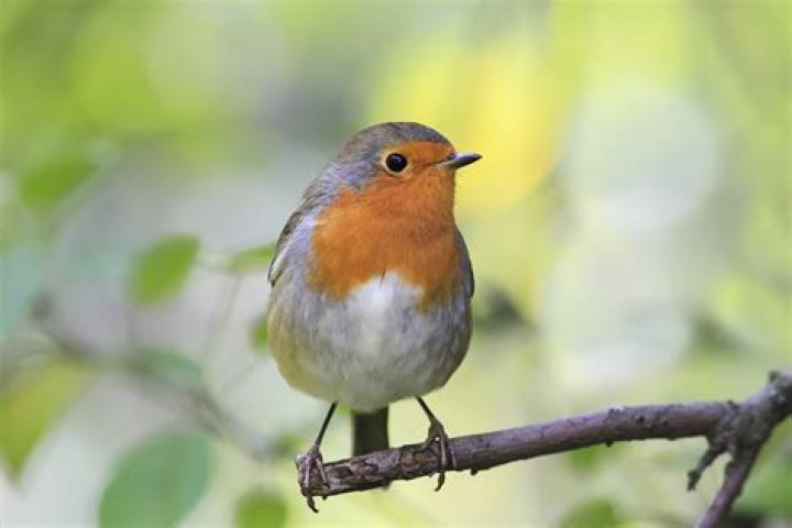 Does a Robin symbolize death? – Celebrity.fm – #1 Official Stars, Business & People Network, Wiki, Success story, Biography & Quotes