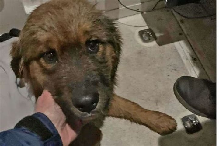 
Dog Rescued by Volunteer Fighters After Swimming Across New York’s Hudson River 