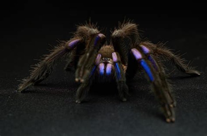 Stunning Electric Blue Tarantula Species Discovered In Thailand
