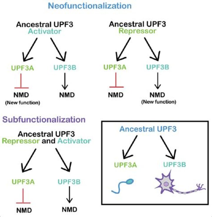 Fiza (2000 film): perfil de los miembros, hechos, wiki, logros, patrimonio neto 2024 (actualizado)