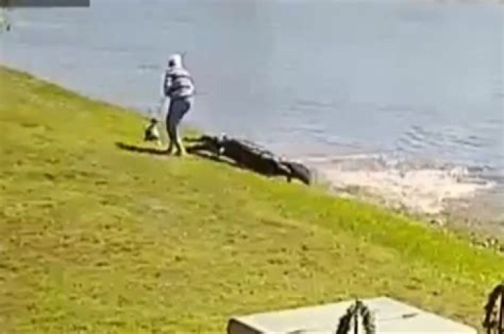 
Florida alligator attack video goes viral in wake of Gloria Serge’s death 