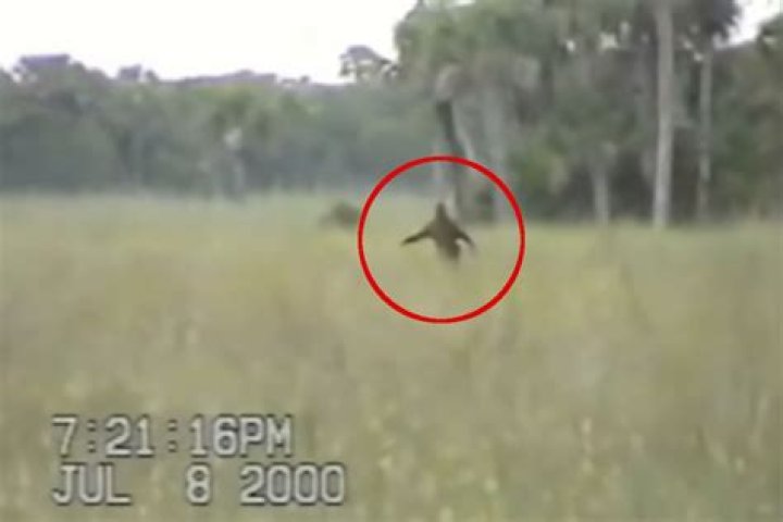 Untangling The Truth About Florida's Version Of Bigfoot