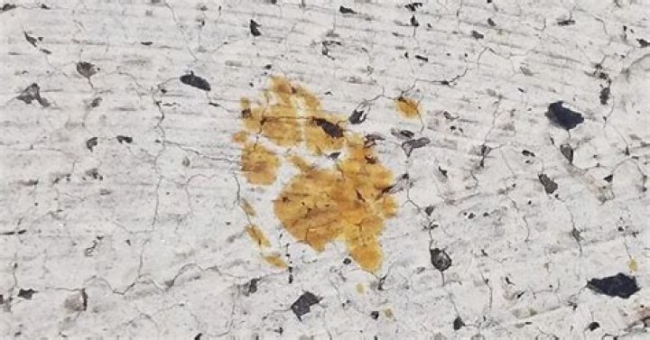 Japanese City On Alert For Cat Who Fell Into Vat Of Chemicals