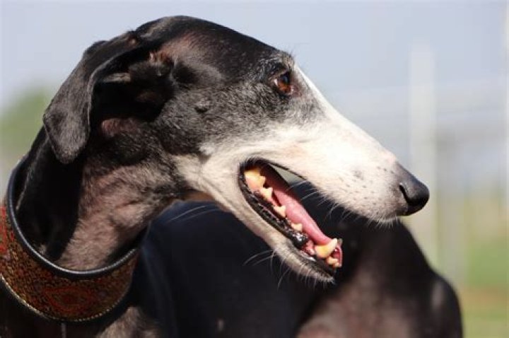 The Spanish Greyhound Left To Die By The Hundeds Of Thousands