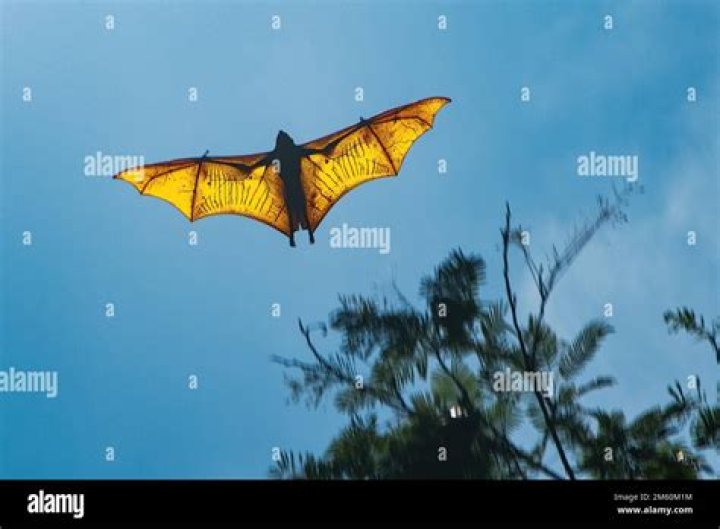 The Giant Golden-Crowned Flying Fox, The Largest Bat In The World