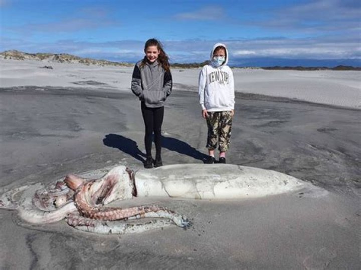 14-Foot Giant Squid Appears On New Zealand Shore