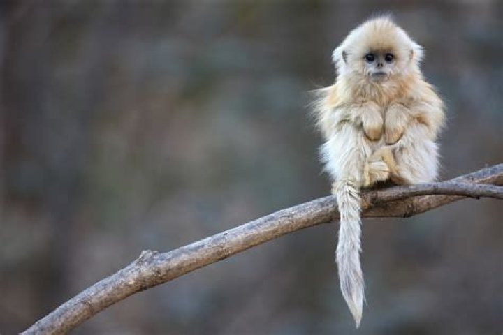 The Golden Snub-Nosed Monkey, China's Cute Yet Endangered Primate