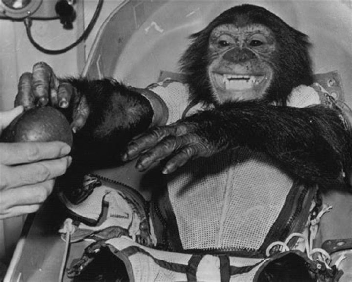 Meet Ham The Chimp, The Animal Astronaut Who Changed History
