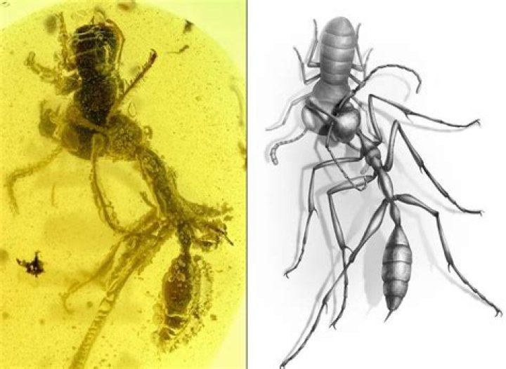 'Hell Ant' Found Stuck In Amber While Feeding On Its Prey