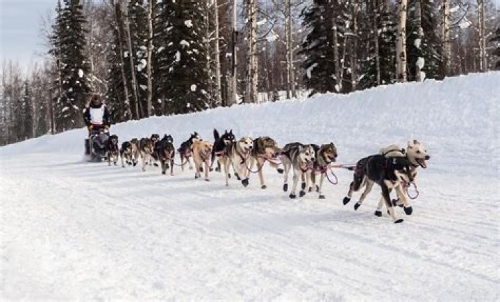 How much is the entry fee for the Iditarod? – Celebrity.fm – #1 Official Stars, Business & People Network, Wiki, Success story, Biography & Quotes