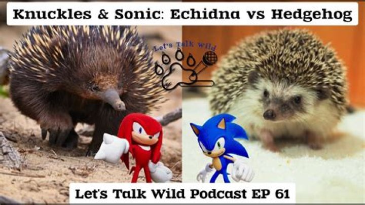 How would you identify a Knarl hidden among hedgehogs?