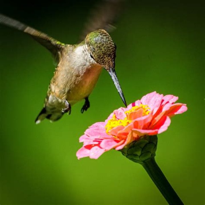 Hummingbirds Pack A Colorful Punch