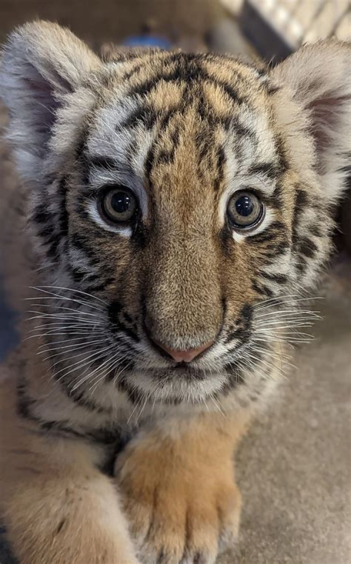 
Indianapolis Zoo Mourns the Death of Four-Month-Old Tiger Cub: ‘We Are Heartbroken’ 