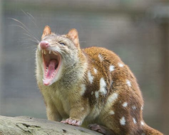 Australian Cats And Foxes Are Killing 2.6 Billion Animals Every Year