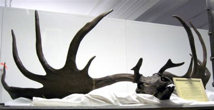 10,000-Year-Old Irish Elk Skull Discovered By Fishermen In Local Lake