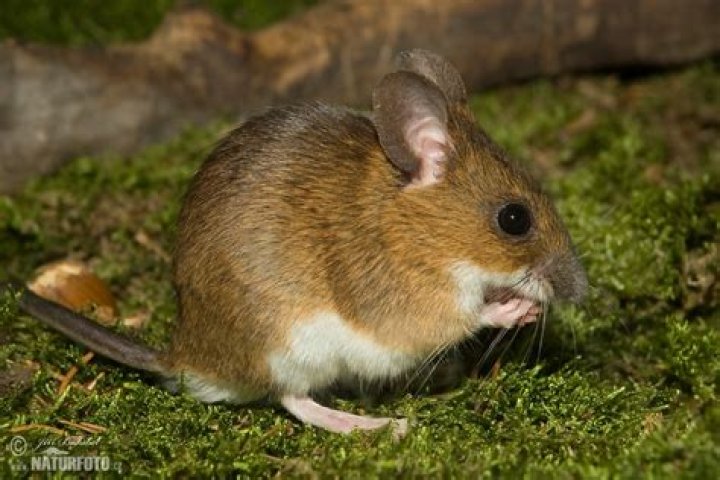 Is a field mouse a good patronus? – Celebrity.fm – #1 Official Stars, Business & People Network, Wiki, Success story, Biography & Quotes