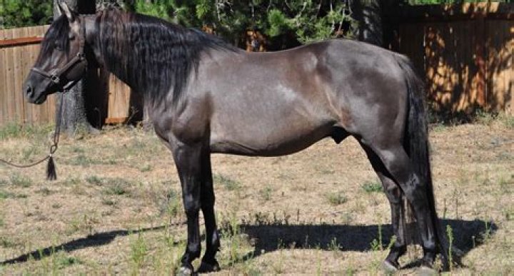 Is a Grulla horse? – Celebrity.fm – #1 Official Stars, Business & People Network, Wiki, Success story, Biography & Quotes