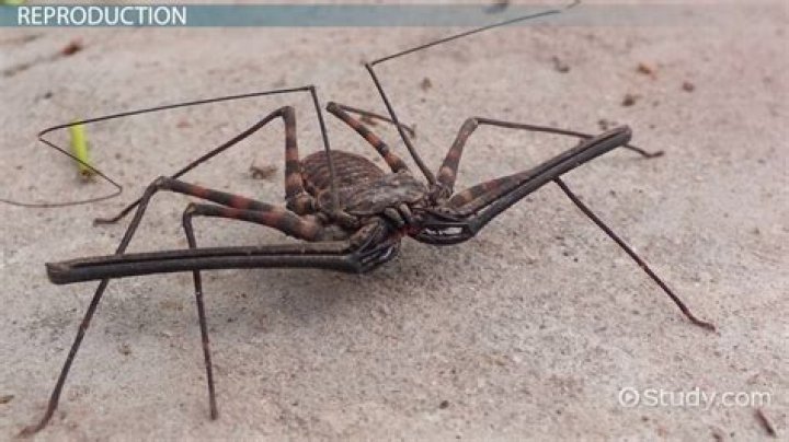 Is a vinegaroon a camel spider?