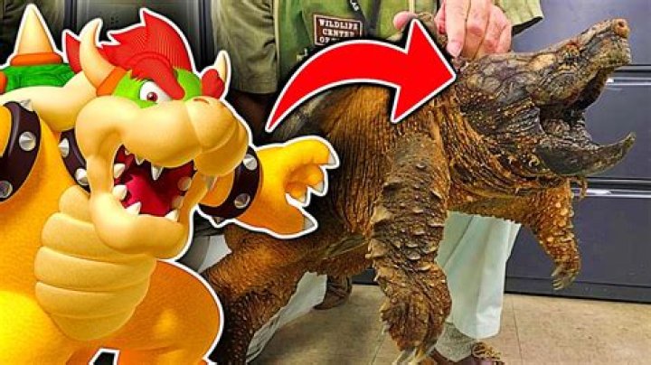 ¿Es Bowser un dragón o una tortuga? – Celebrity.fm