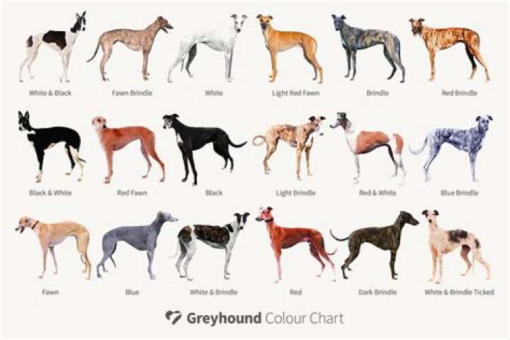 Is Greyhound a good Patronus? – Celebrity.fm – #1 Official Stars, Business & People Network, Wiki, Success story, Biography & Quotes