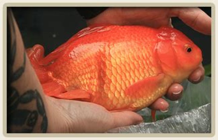 ¿Es cruel tener peces de colores? – Celebrity.fm